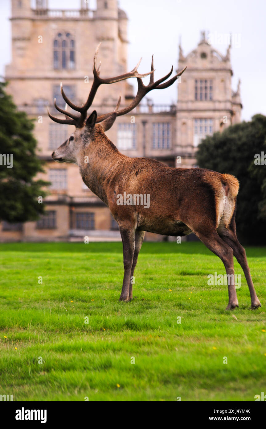 Stag Cervo a Wollaton Deer Park, Nottingham, Regno Unito Foto Stock