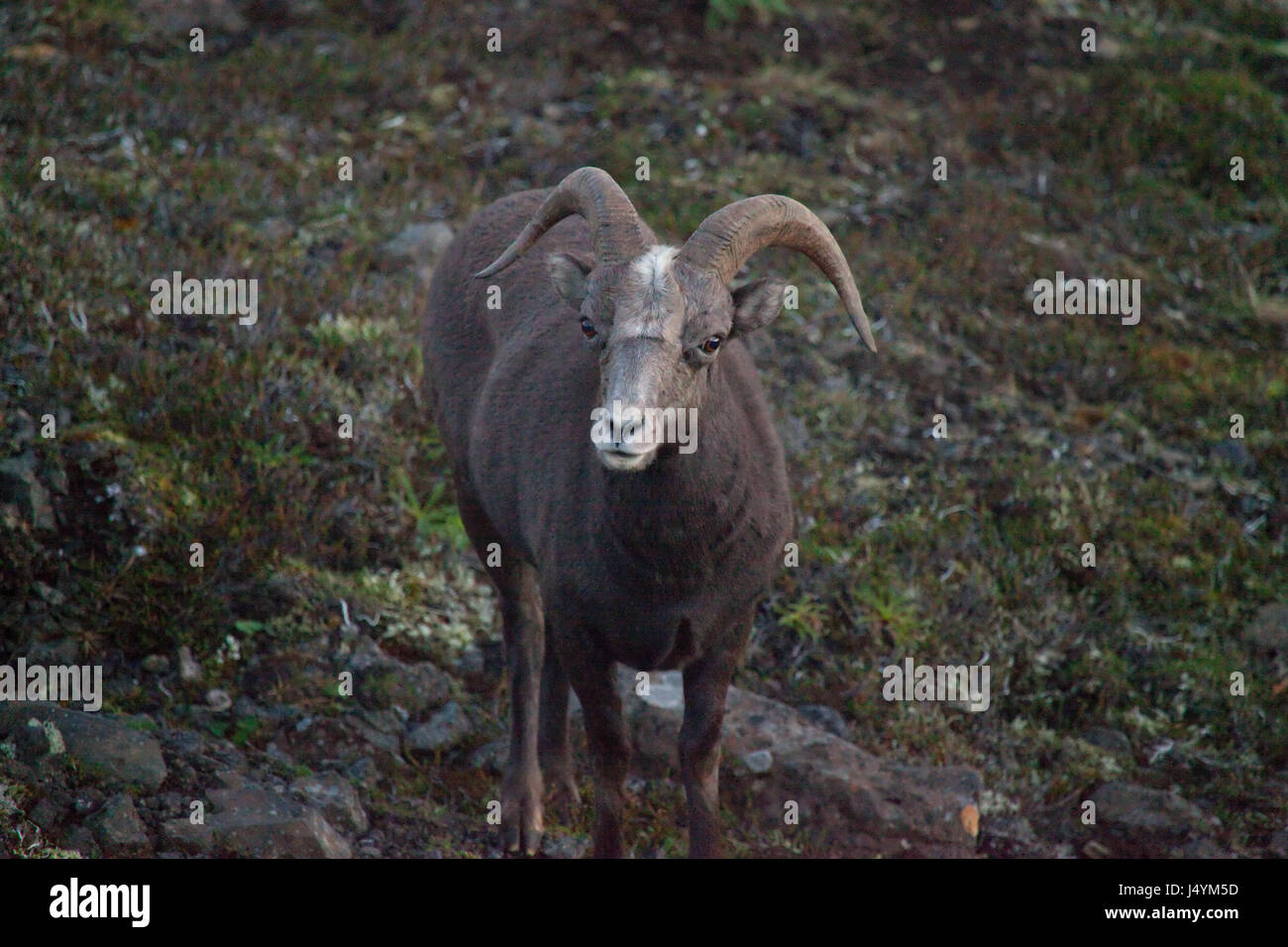 Neve Putorana ram (Putorana big horn ram). Kutaramakan. Animali endemiche dell altopiano Putorana. A nord della Russia. La Siberia. Riserva Putorana. La Russia. Foto Stock
