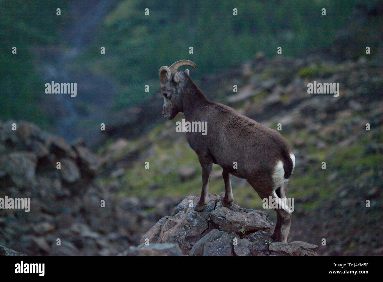 Neve Putorana ram (Putorana big horn ram). Kutaramakan. Animali endemiche dell altopiano Putorana. A nord della Russia. La Siberia. Riserva Putorana. La Russia. Foto Stock