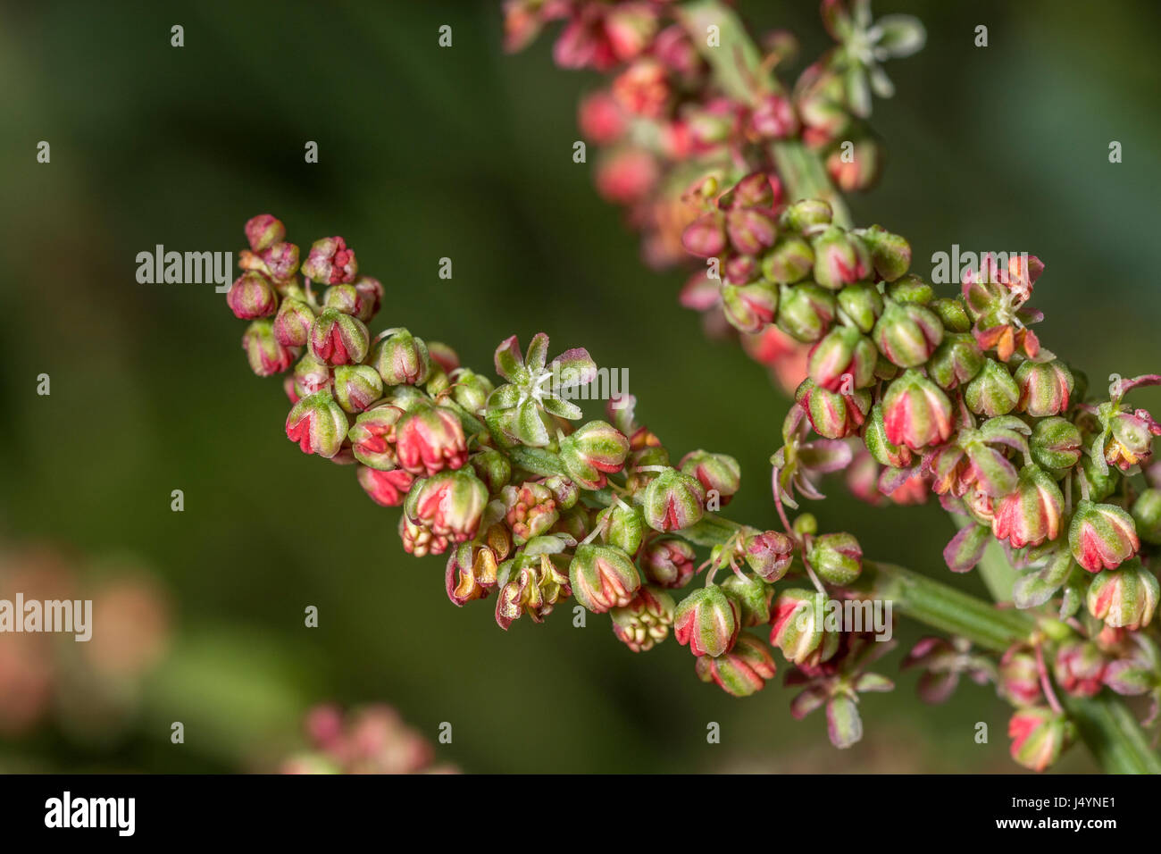 Testa di fioritura di Comune / Acetosa Rumex acetosa con alcuni semi presenti - le foglie di questa pianta hanno un rabarbaro-come gusto. Un selvaggio foraged cibo troppo. Foto Stock