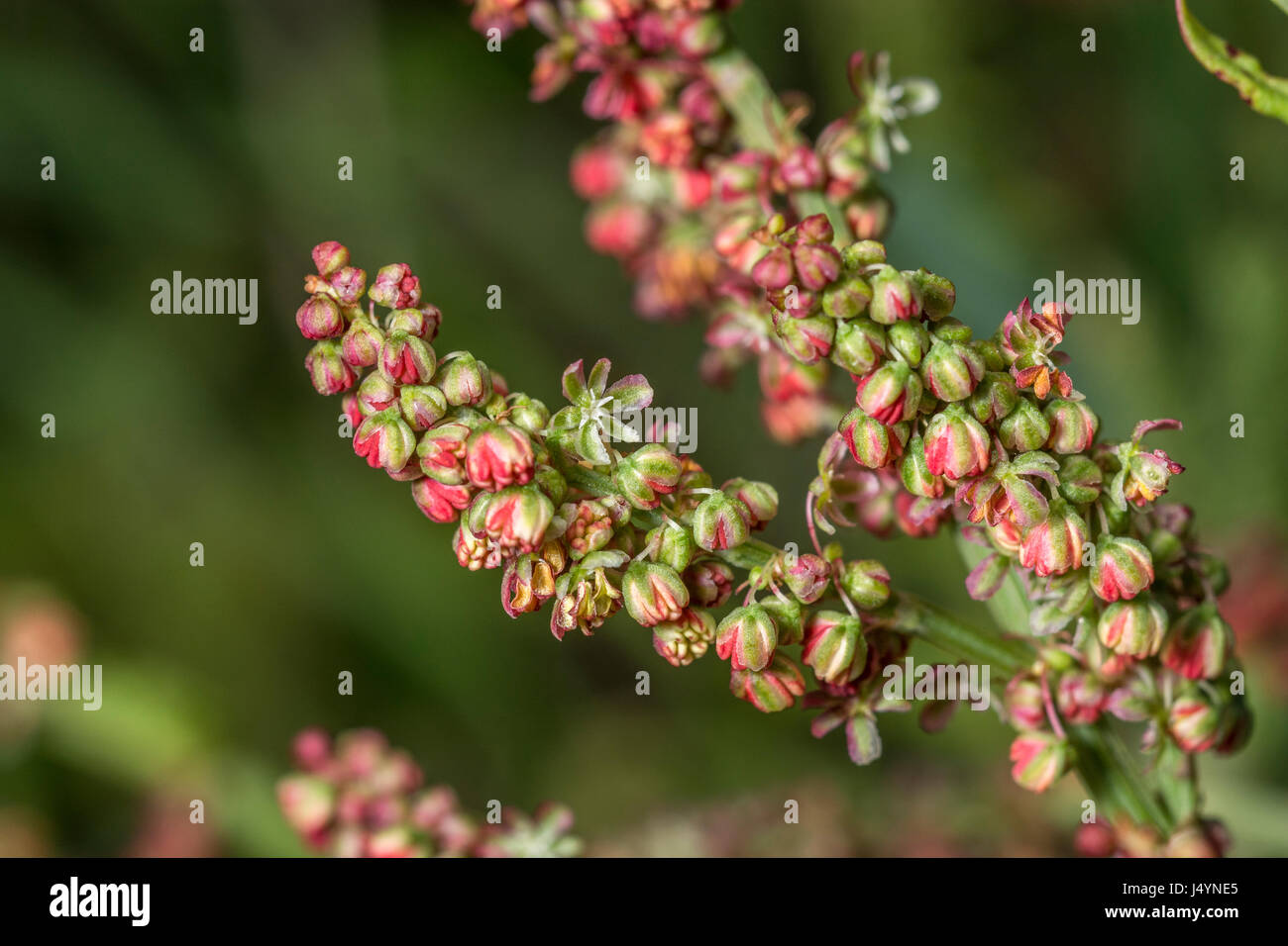 Testa di fioritura di Comune / Acetosa Rumex acetosa con alcuni semi presenti - le foglie di questa pianta hanno un rabarbaro-come gusto. Un selvaggio foraged cibo troppo. Foto Stock