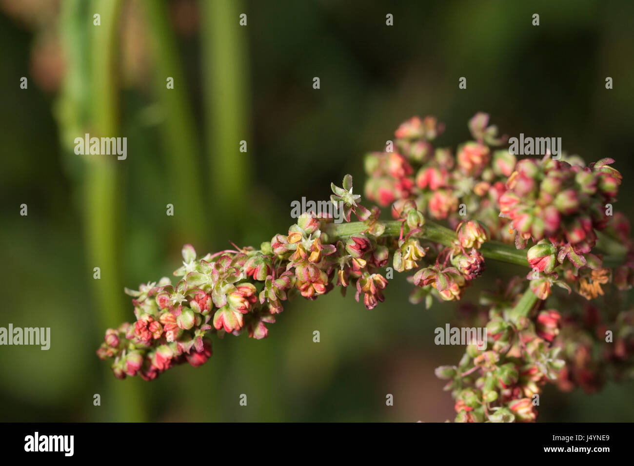 Testa di fioritura di Comune / Acetosa Rumex acetosa con alcuni semi presenti - le foglie di questa pianta hanno un rabarbaro-come gusto. Un selvaggio foraged cibo troppo. Foto Stock