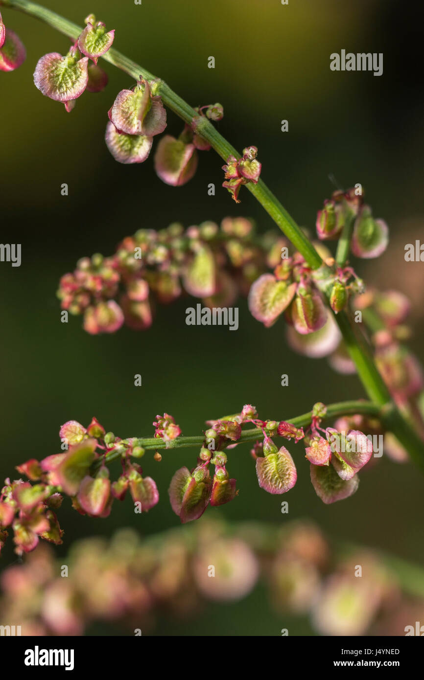 Testa di fioritura di Comune / Acetosa Rumex acetosa con alcuni semi presenti - le foglie di questa pianta hanno un rabarbaro-come gusto. Un selvaggio foraged cibo troppo. Foto Stock