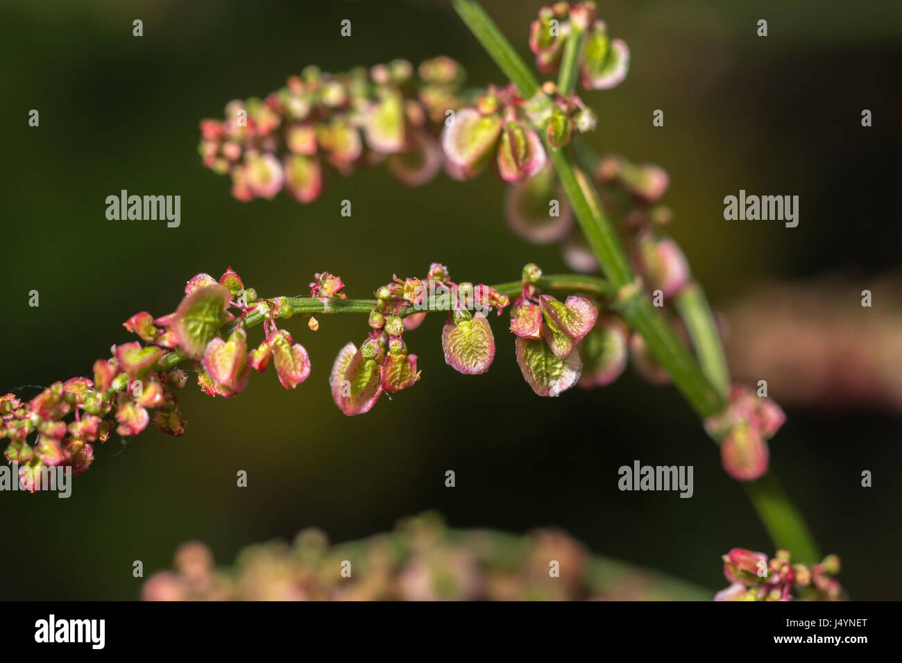 Testa di fioritura di Comune / Acetosa Rumex acetosa con alcuni semi presenti - le foglie di questa pianta hanno un rabarbaro-come gusto. Un selvaggio foraged cibo troppo. Foto Stock