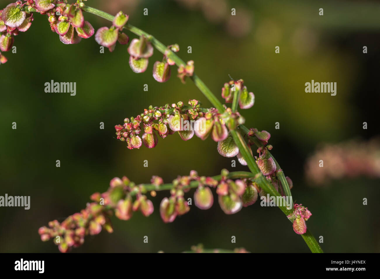 Testa di fioritura di Comune / Acetosa Rumex acetosa con alcuni semi presenti - le foglie di questa pianta hanno un rabarbaro-come gusto. Un selvaggio foraged cibo troppo. Foto Stock