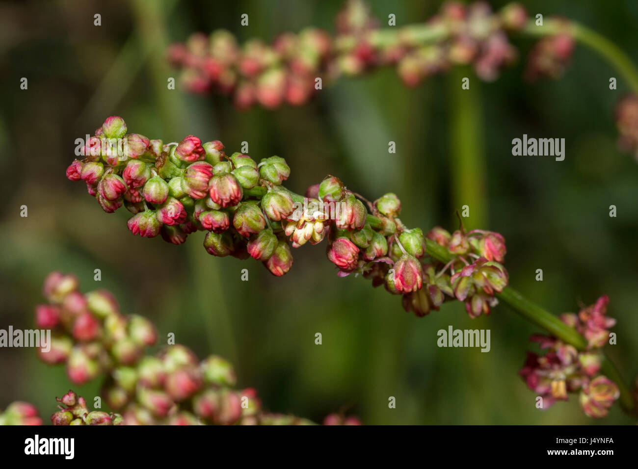 Testa di fioritura di Comune / Acetosa Rumex acetosa con alcuni semi presenti - le foglie di questa pianta hanno un rabarbaro-come gusto. Un selvaggio foraged cibo troppo. Foto Stock