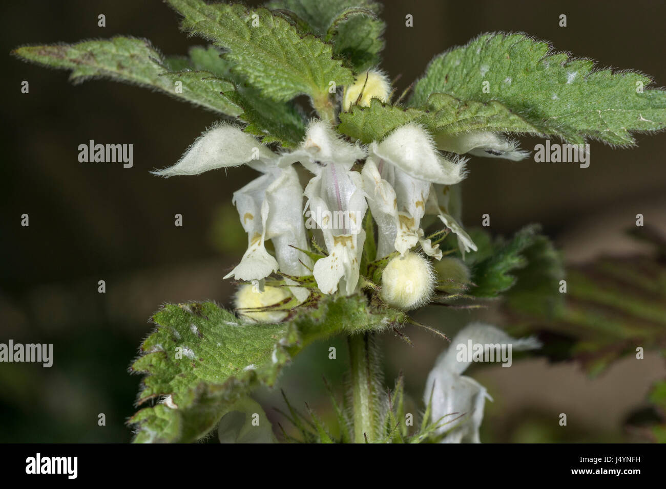 Close-up di fiori bianchi di morti bianche di ortica / Lamium album - i fiori secchi di che una volta erano effettuati in tè, mentre le foglie giovani sono commestibili. Foto Stock