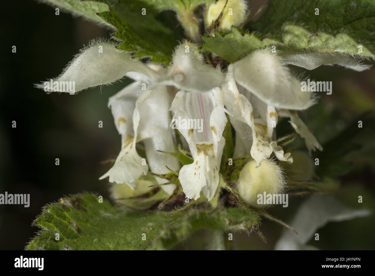Close-up di fiori bianchi di morti bianche di ortica / Lamium album - i fiori secchi di che una volta erano effettuati in tè, mentre le foglie giovani sono commestibili. Foto Stock