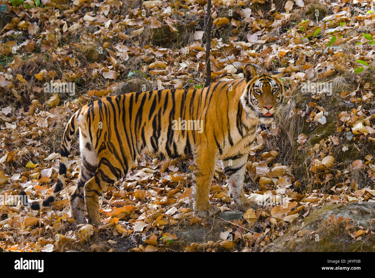 Tigre selvaggia nella giungla. India. Bandhavgarh National Park. Madhya Pradesh. Foto Stock