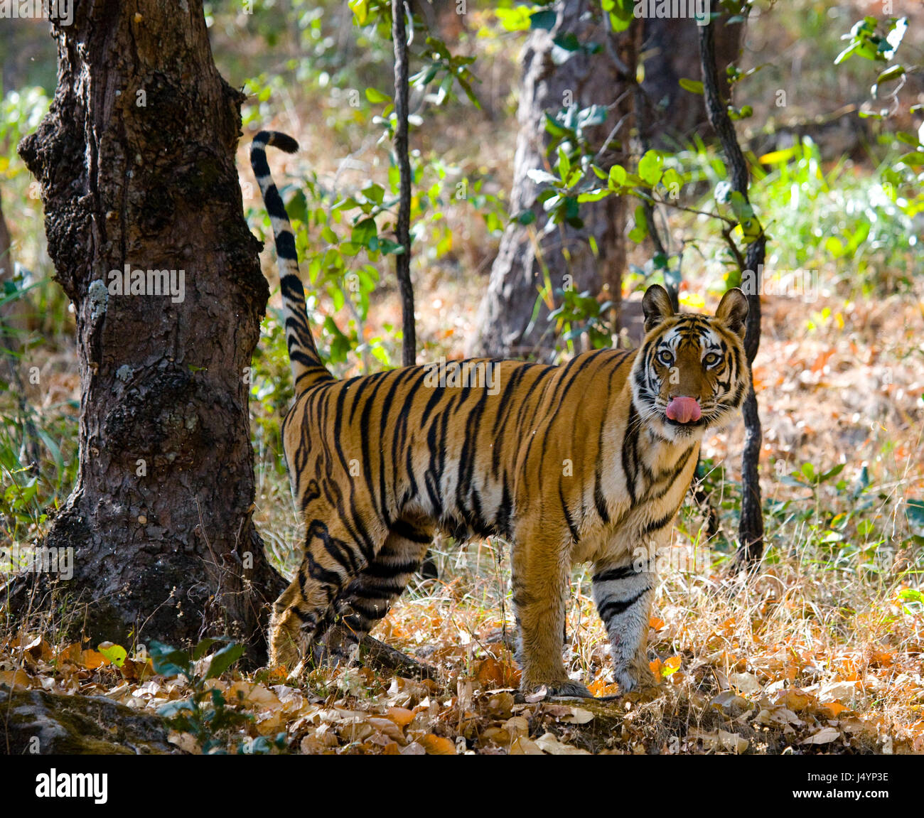 Tigre selvaggia nella giungla. India. Bandhavgarh National Park. Madhya Pradesh. Foto Stock