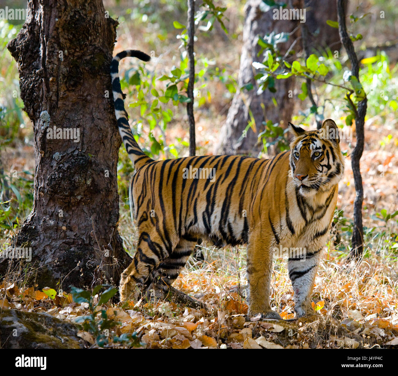 Tigre selvaggia nella giungla. India. Bandhavgarh National Park. Madhya Pradesh. Foto Stock