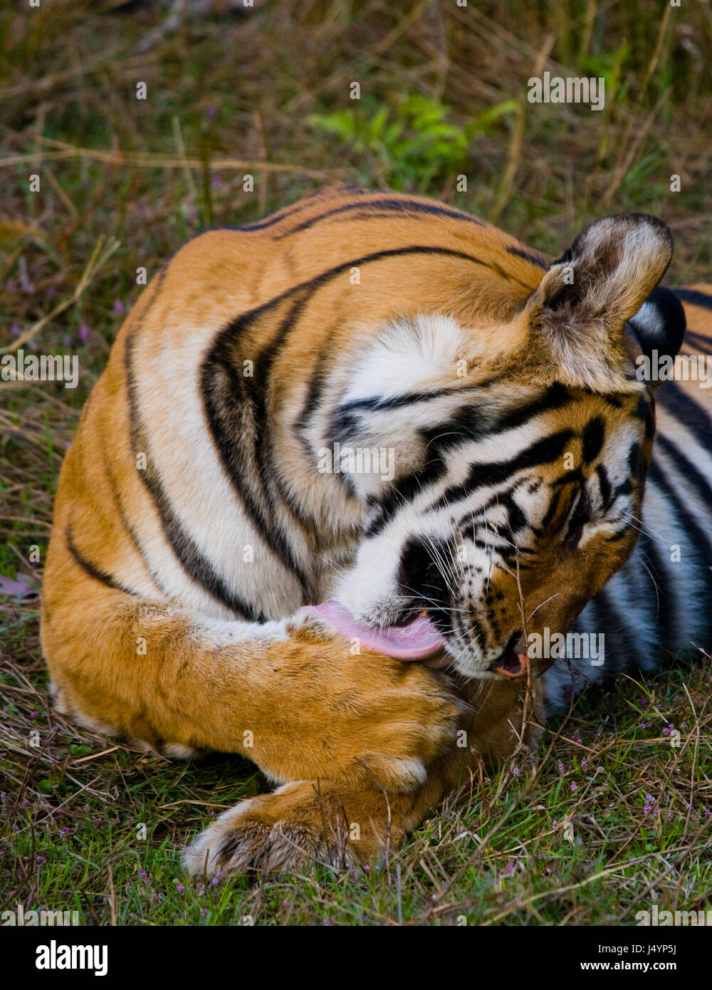 Tigre selvatica stesa sull'erba. India. Bandhavgarh National Park. Madhya Pradesh. Foto Stock