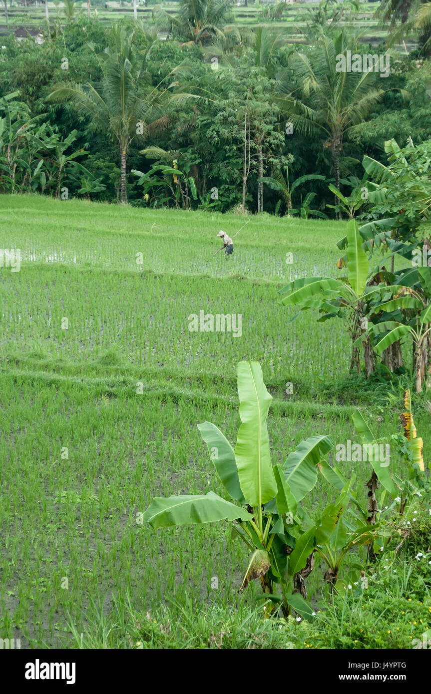 Lavoratore agricolo tende i campi di riso nei pressi di Ubud, Bali con banana e gli alberi di cocco framing. Foto Stock