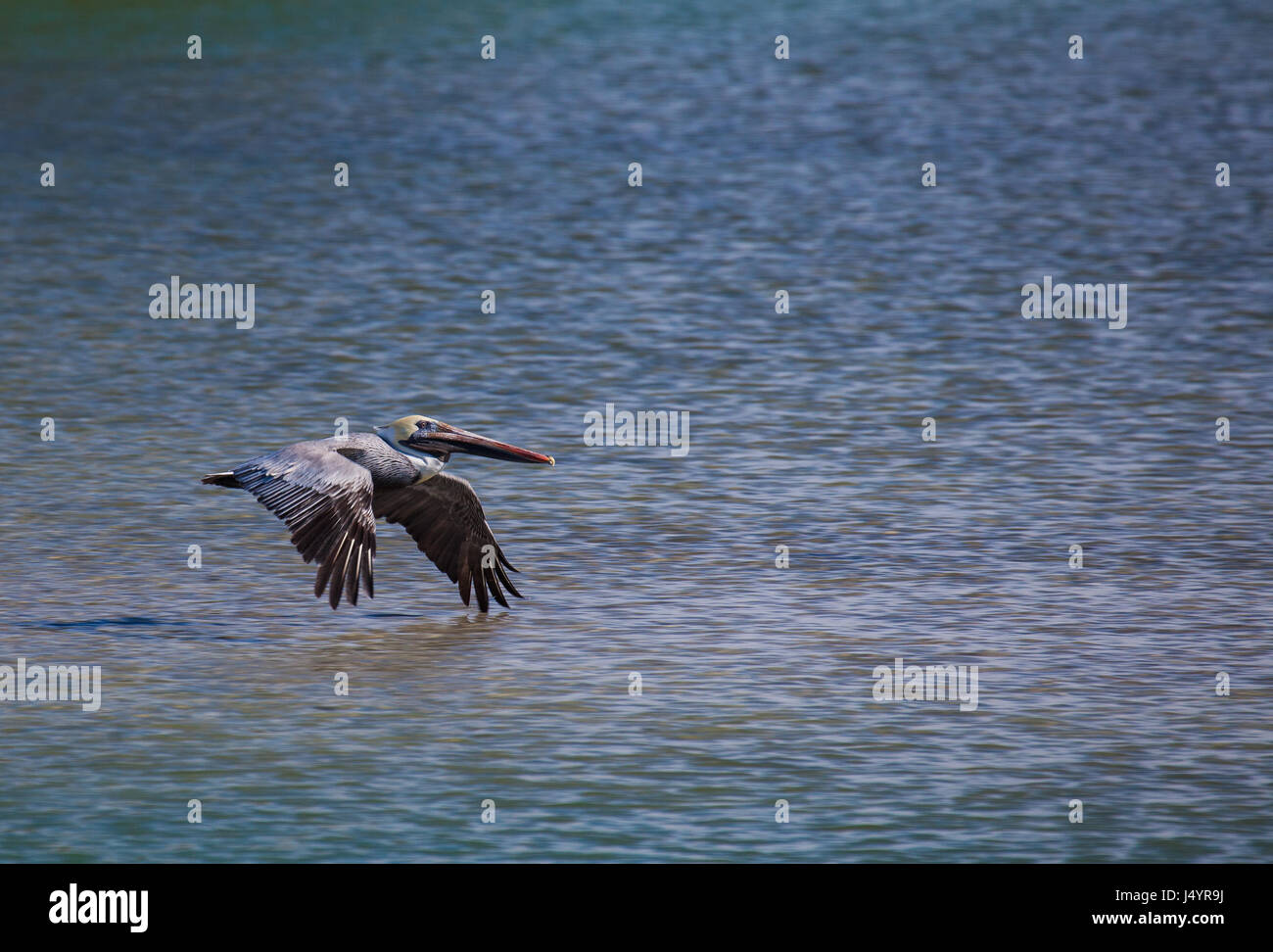 Brown pelican vola su acque torbide Foto Stock