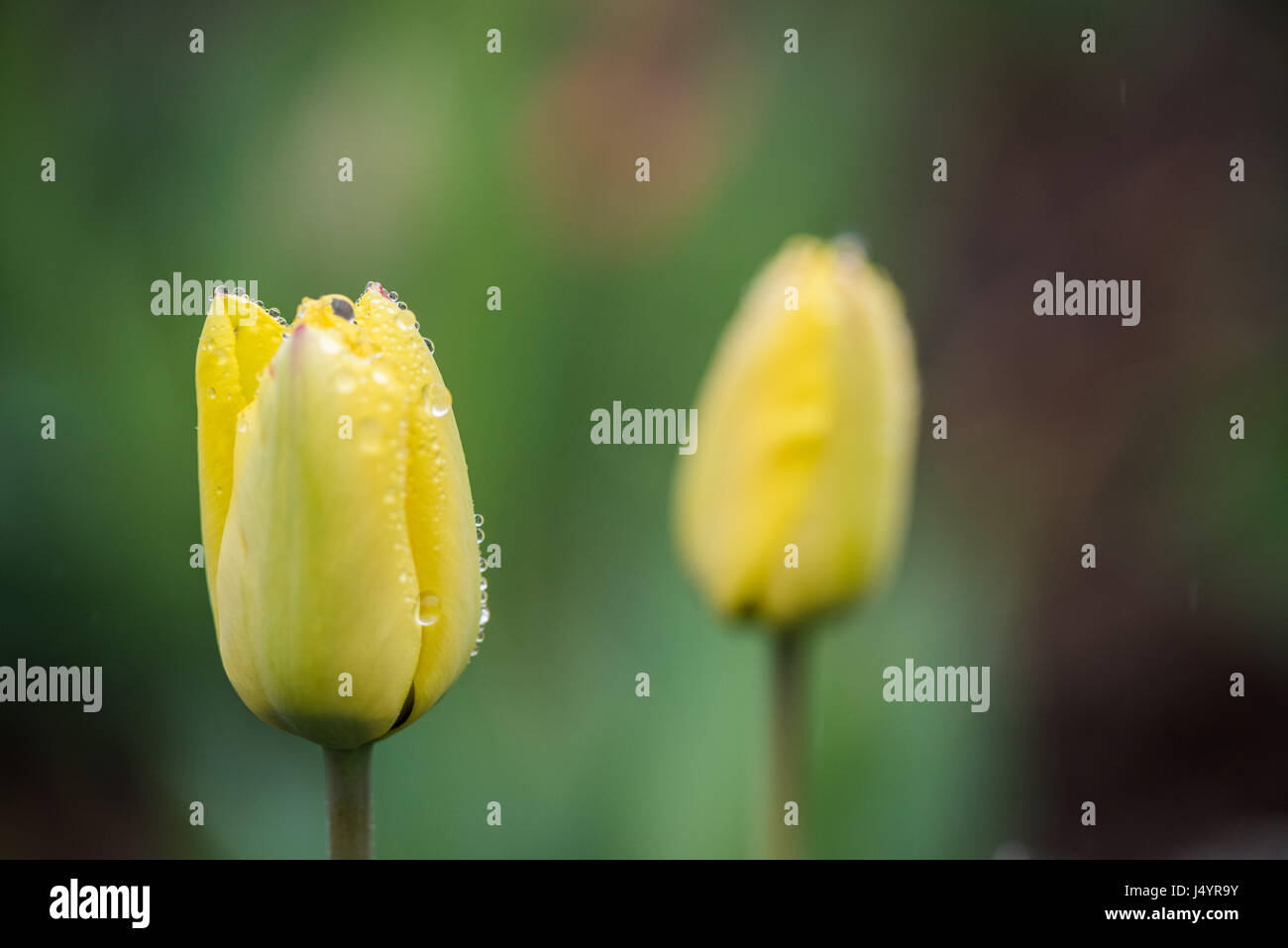 Una rosa tulipani fiori con gocce d'acqua sul bordo Foto Stock
