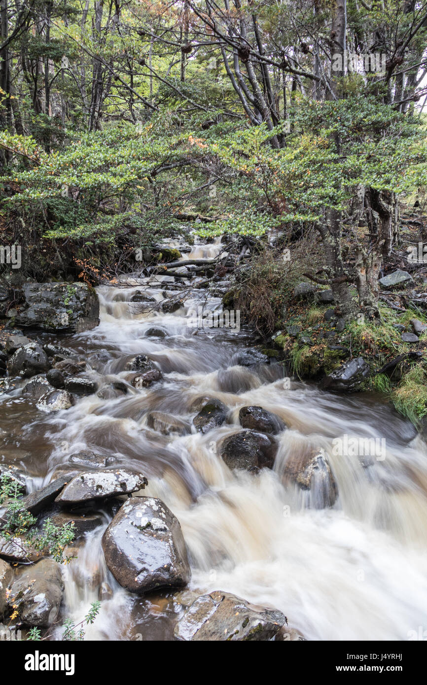 Vapore di foresta sull isola nella baia Wulaia, Tierra del Fuego, Cile Foto Stock