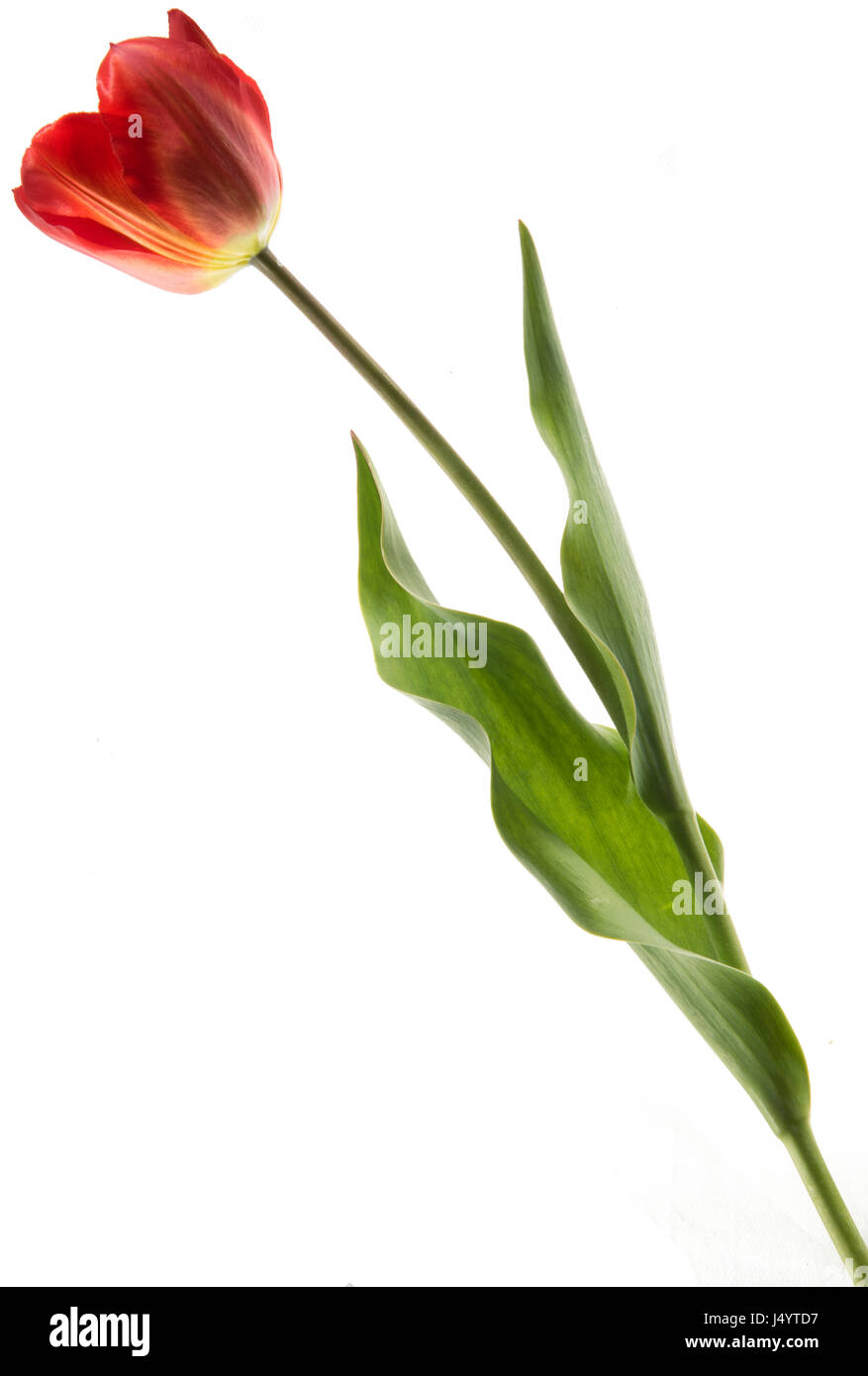 Unico colore rosso tulip isolati su sfondo bianco Foto Stock