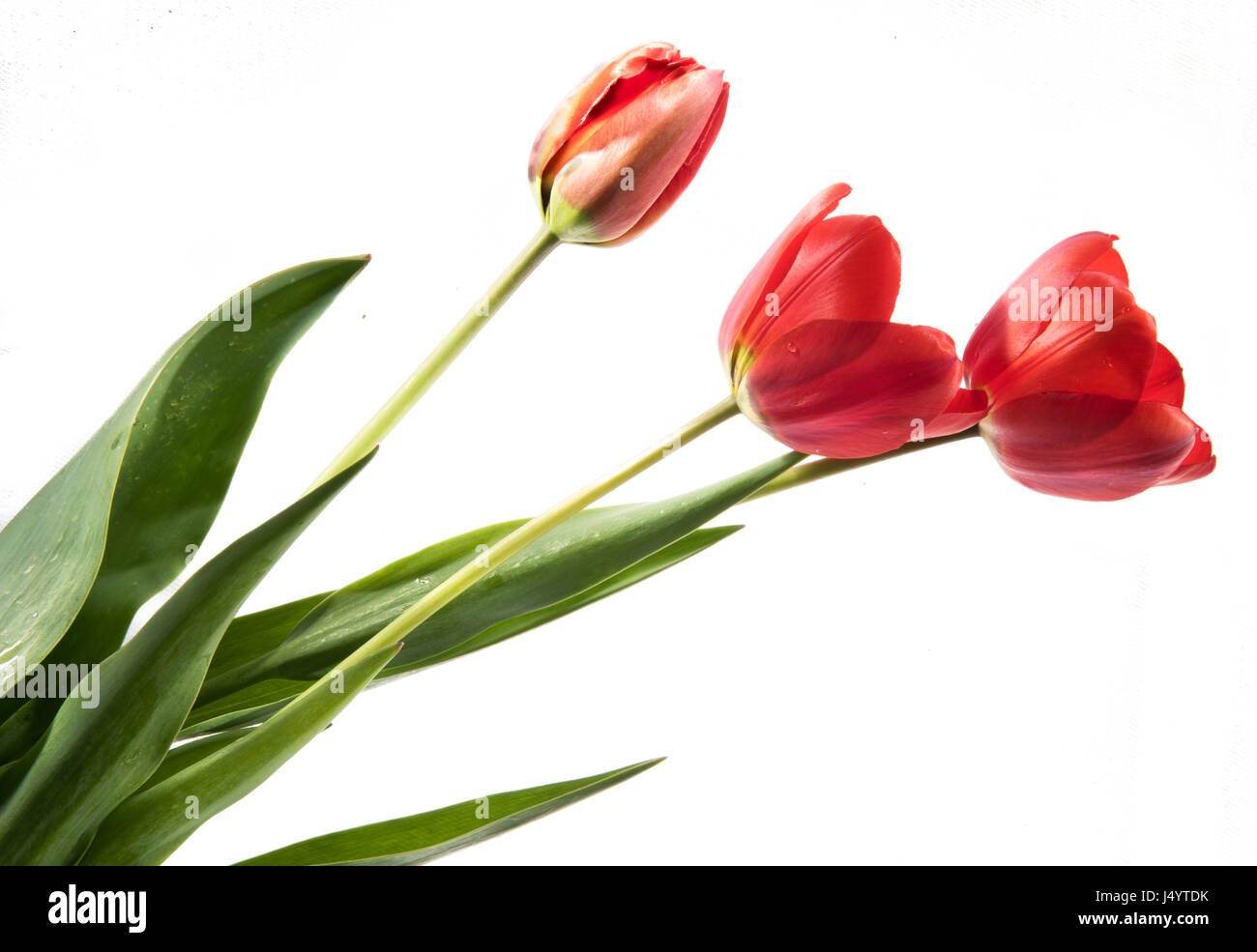 Set di tre colori rosso tulipani isolati su sfondo bianco Foto Stock
