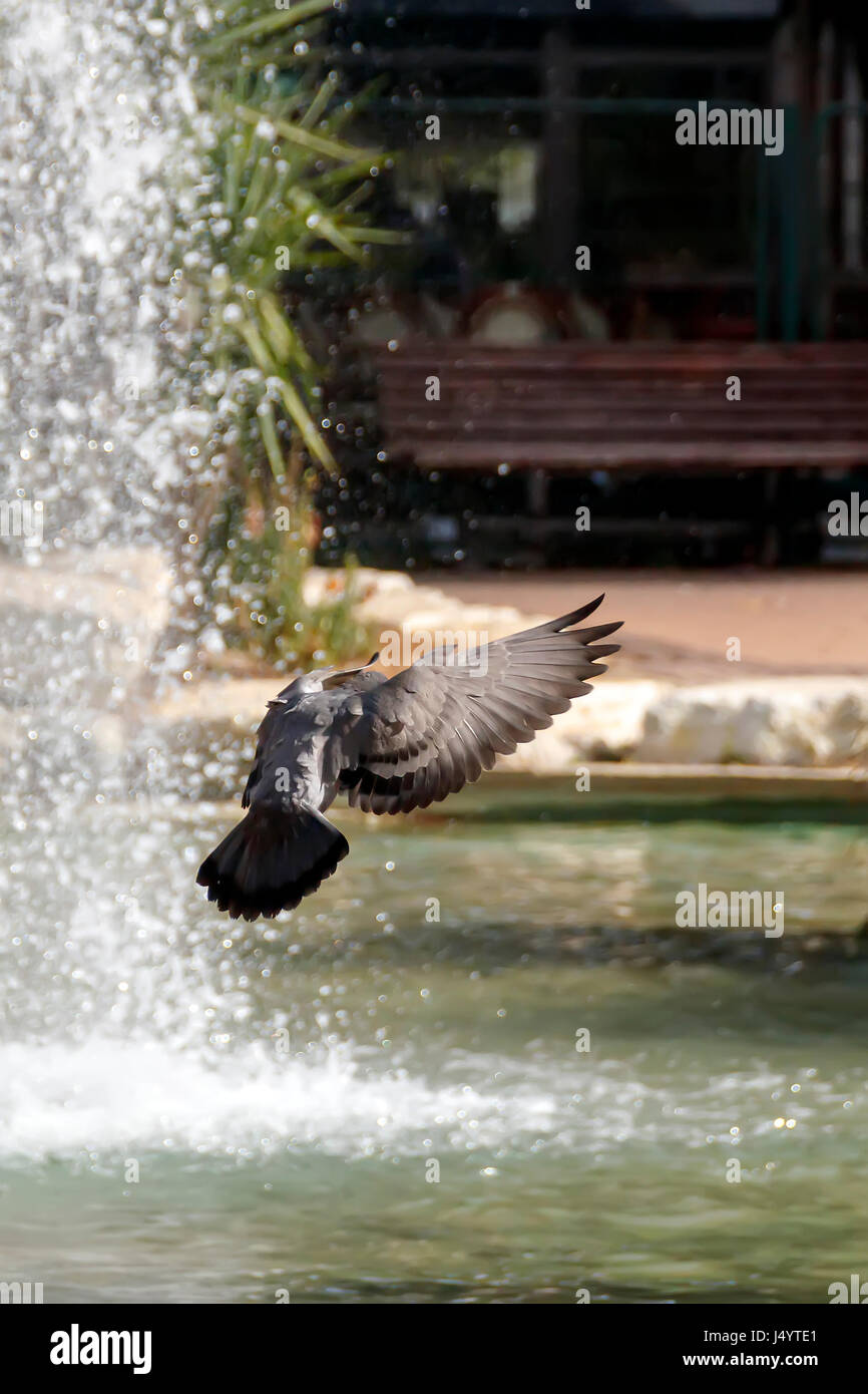 Città piccioni in volo Foto Stock