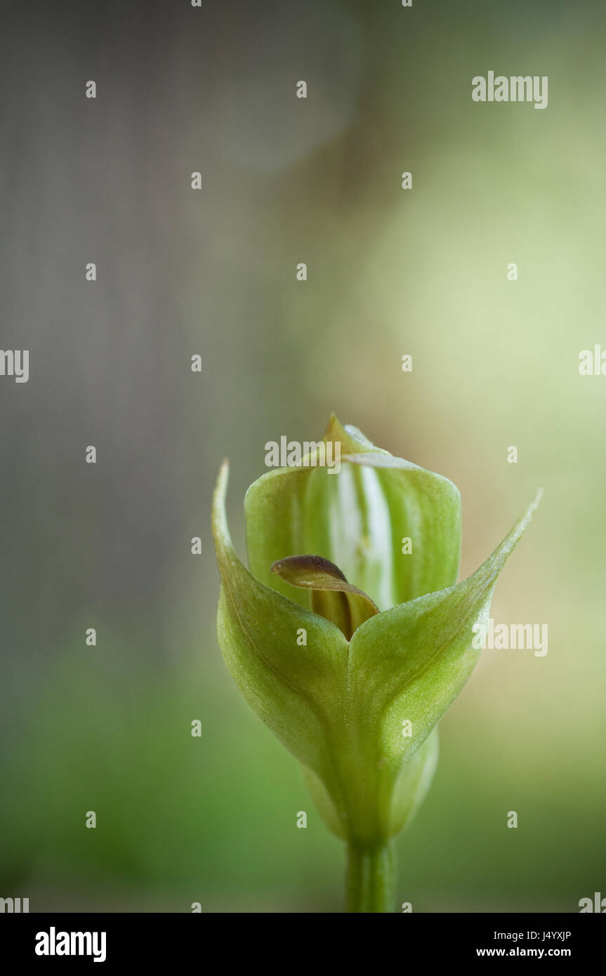 La parte anteriore è sulla vista di un Blunt Greenhood Orchid, Pterostylis curta. Grampians, Victoria Australia. Ci sono un certo numero di differenti Greenhood Orchidee trovato Foto Stock
