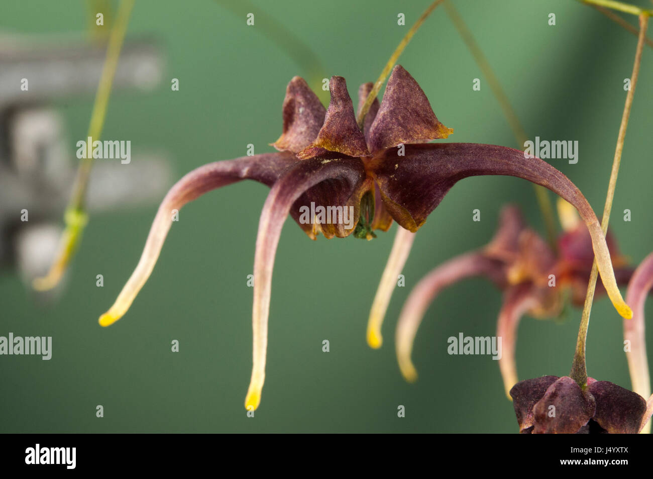 Epimedium x omeiense 'stormcloud' Foto Stock