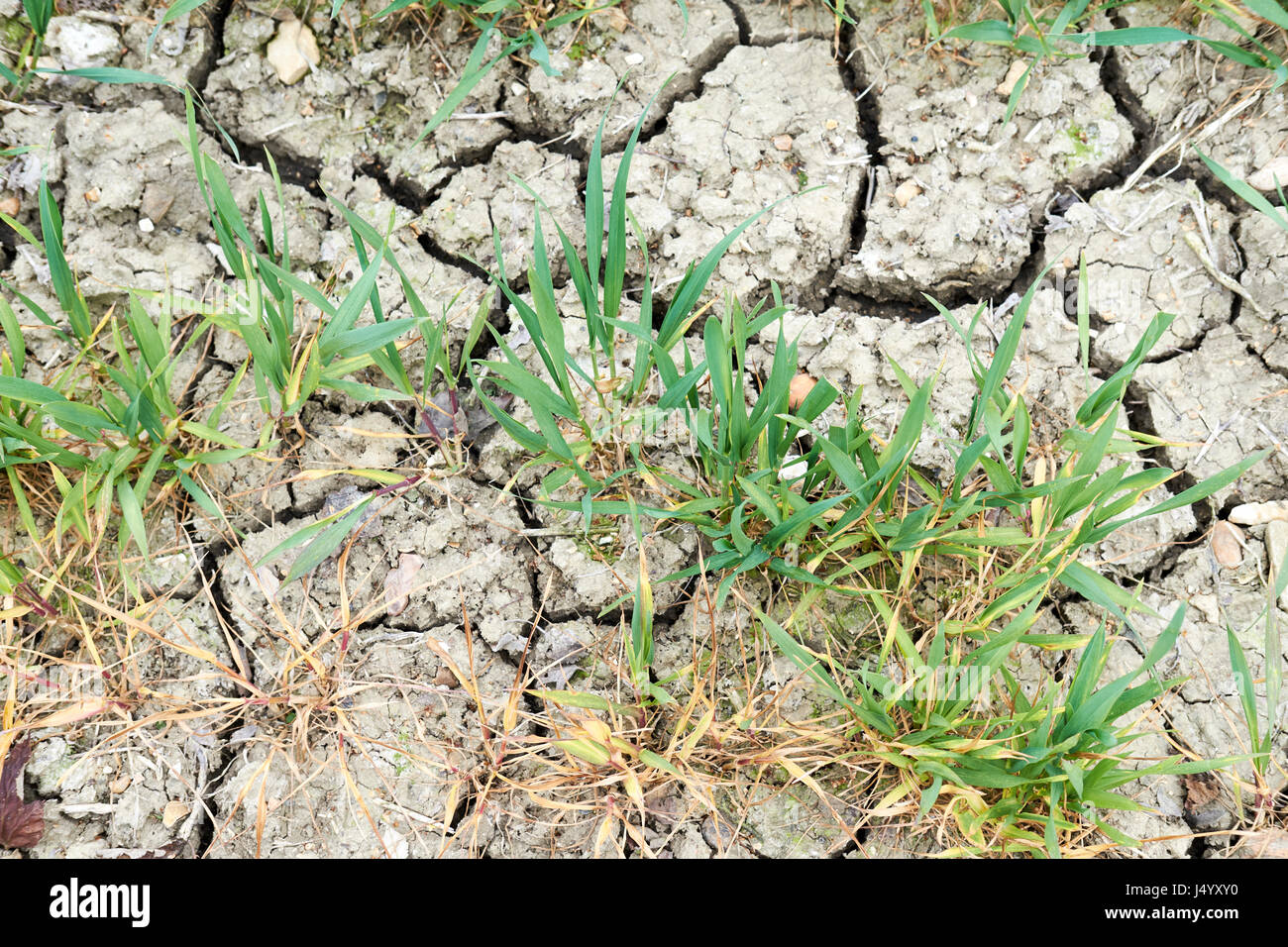 Arida arido suolo agricolo e di avvizzimento raccolto di grano a causa di asciugare le condizioni climatiche, UK. Foto Stock