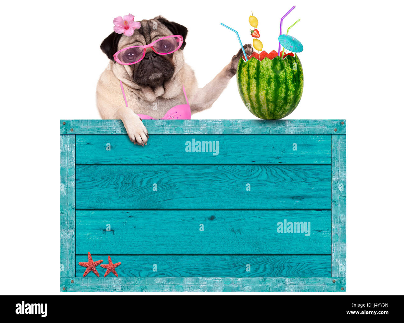 Bikini babe pug cane con blue vintage in legno segno sulla spiaggia e cocktail di anguria, isolato su sfondo bianco Foto Stock
