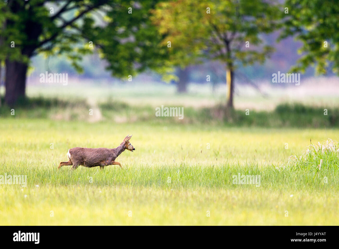Un Europeo il capriolo (Capreolus capreolus) in piedi su un prato in una protezione della natura zona vicino a Francoforte, in Germania, in Europa. Foto Stock