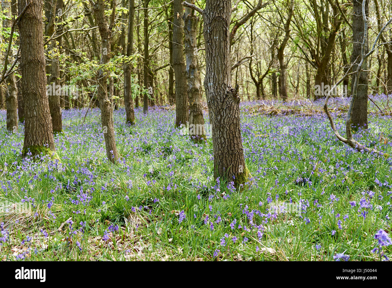 Inglese antico bosco con un tappeto di primavera (Bluebells Hyacinthoides non scripta), UK. Foto Stock