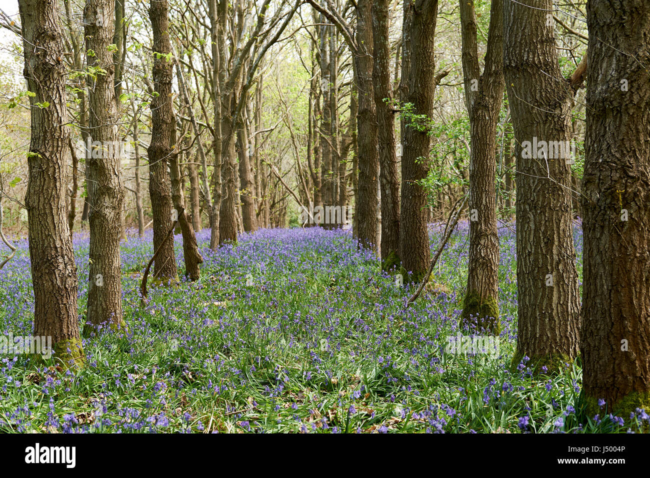 Inglese antico bosco con un tappeto di primavera (Bluebells Hyacinthoides non scripta), UK. Foto Stock