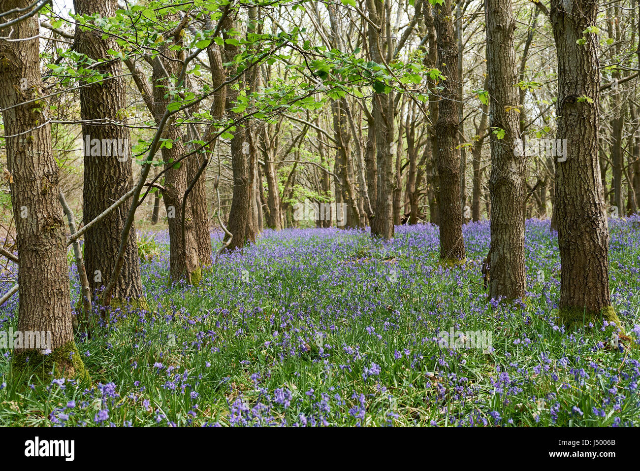 Inglese antico bosco con un tappeto di primavera (Bluebells Hyacinthoides non scripta), UK. Foto Stock