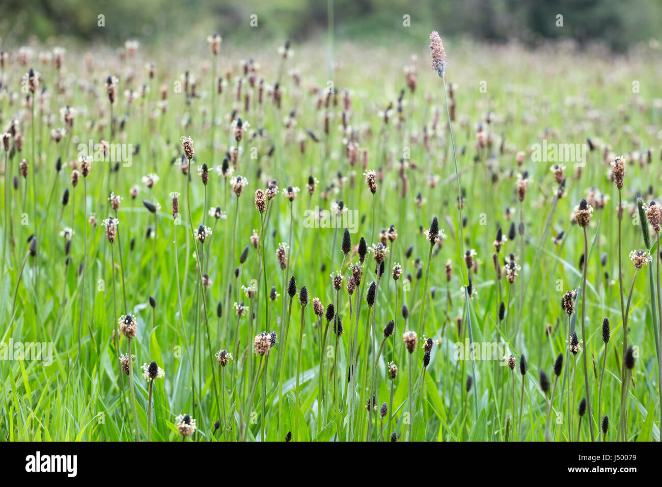 Ribwort piantaggine (Planzago lanceolata) Foto Stock