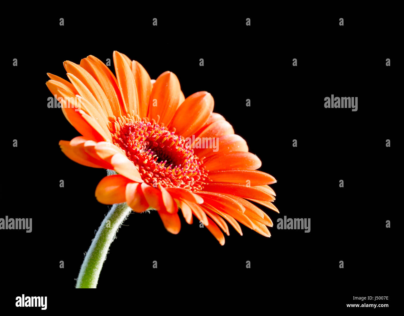 Bright orange gerbera flower su nero Foto Stock