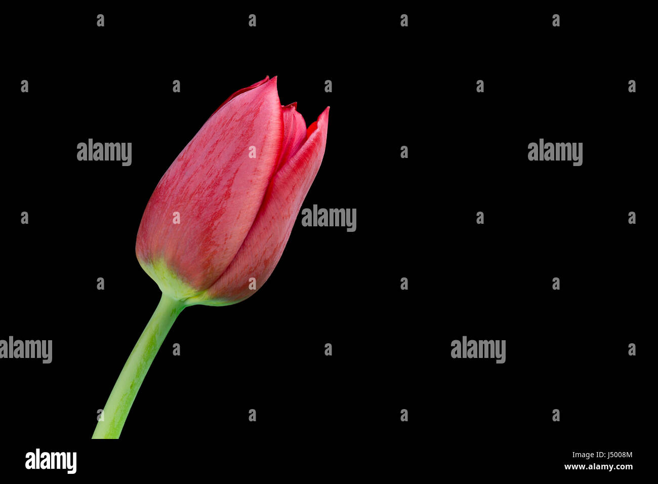 Tulipani rossi su sfondo nero Foto Stock