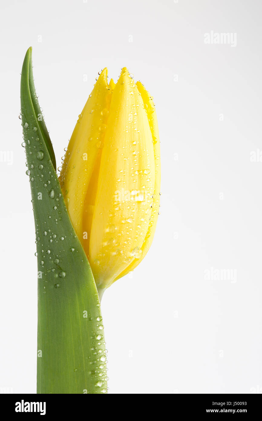 Tulipano giallo con goccioline di acqua su bianco Foto Stock