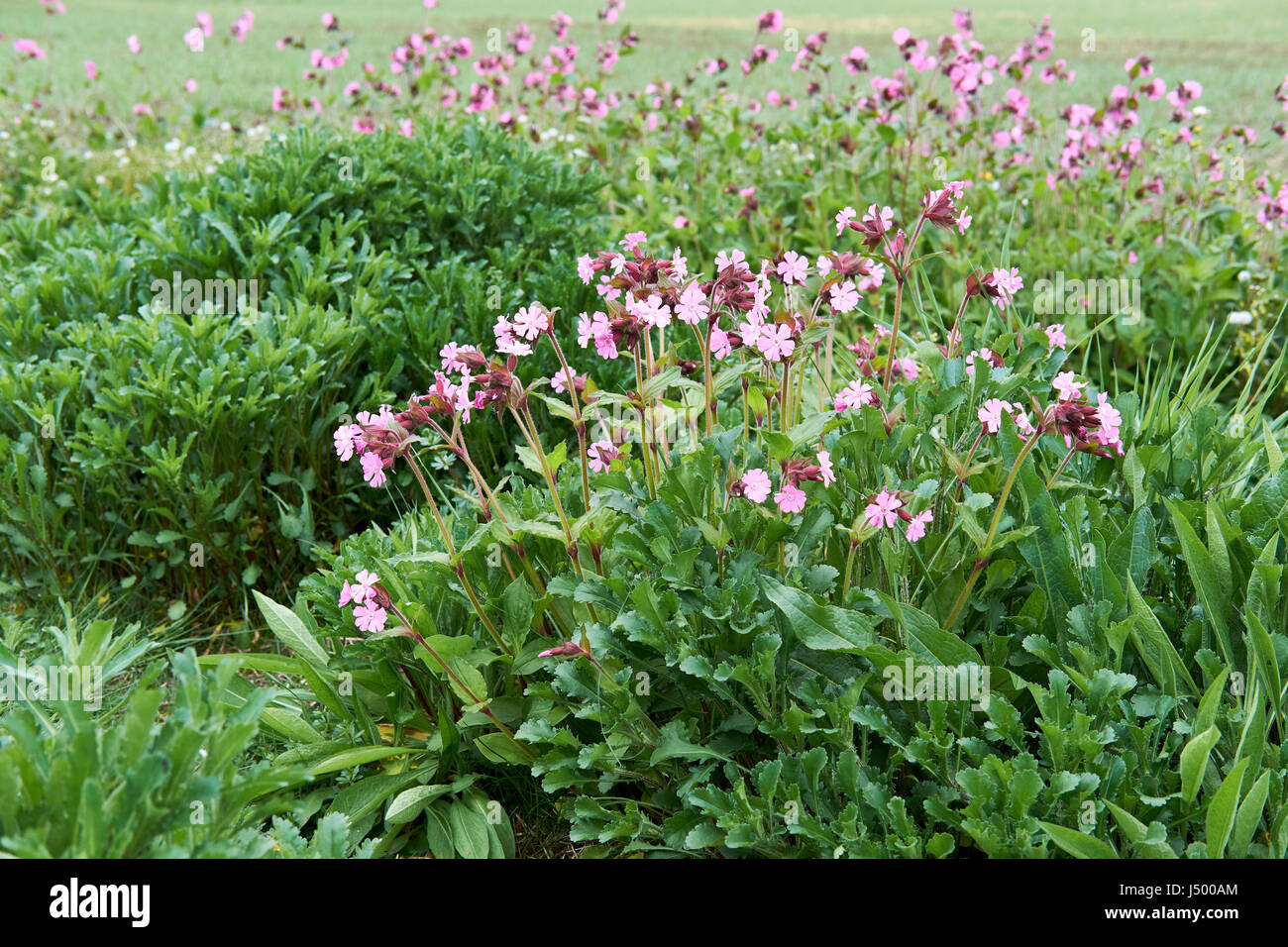 Red Campion (Silene dioica) piantati lungo un margine di campo habitat per la flora e la fauna della zona di conservazione, UK. Foto Stock