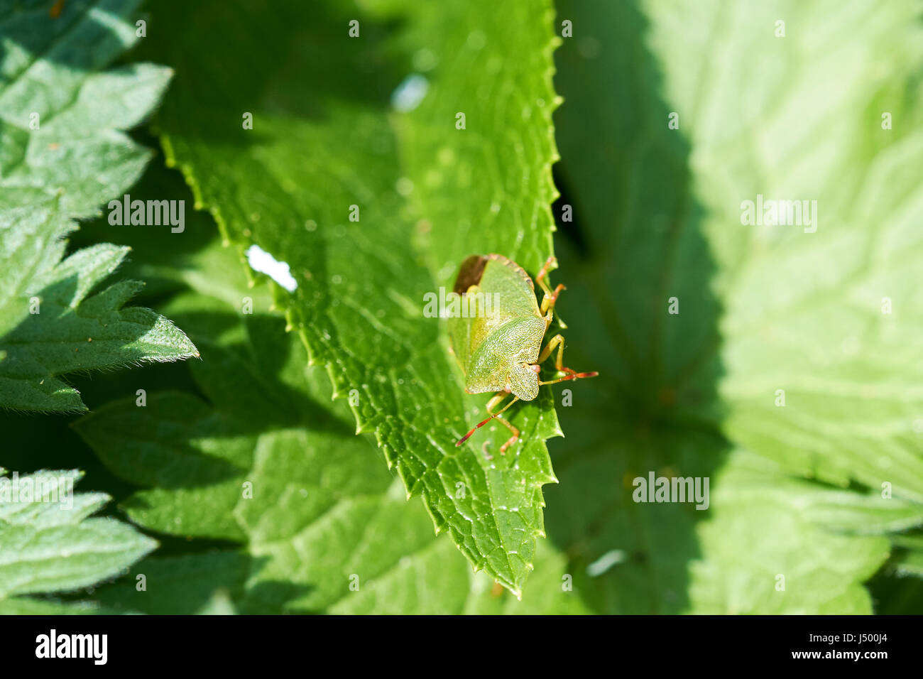 Un verde bug di protezione (Palomena prasina) su un verde foglia di una pianta di giardino, UK. Foto Stock