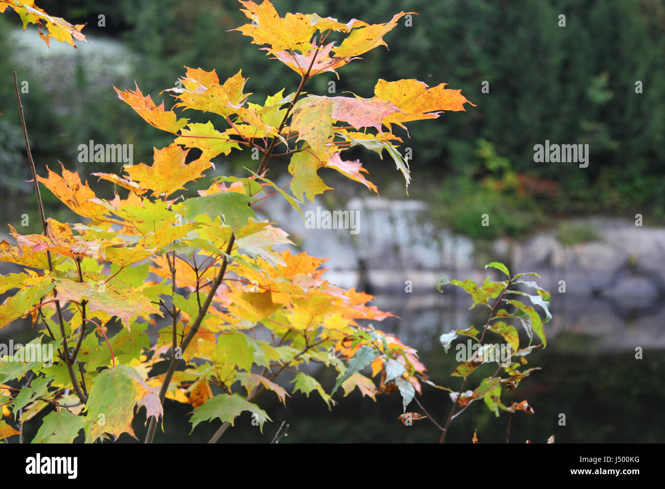 Succursali di colorate foglie di acero in autunno Foto Stock