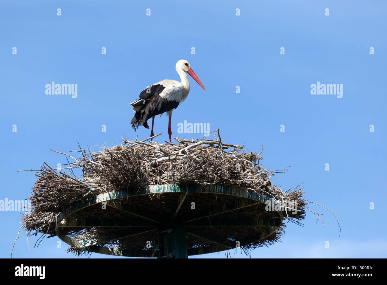 In Monbardon zona umida (Hossegor - Francia), una femmina bianca cicogna guardia di montaggio sul suo nido .. Femelle cigogne blanche montant la Garde de son nid. Foto Stock