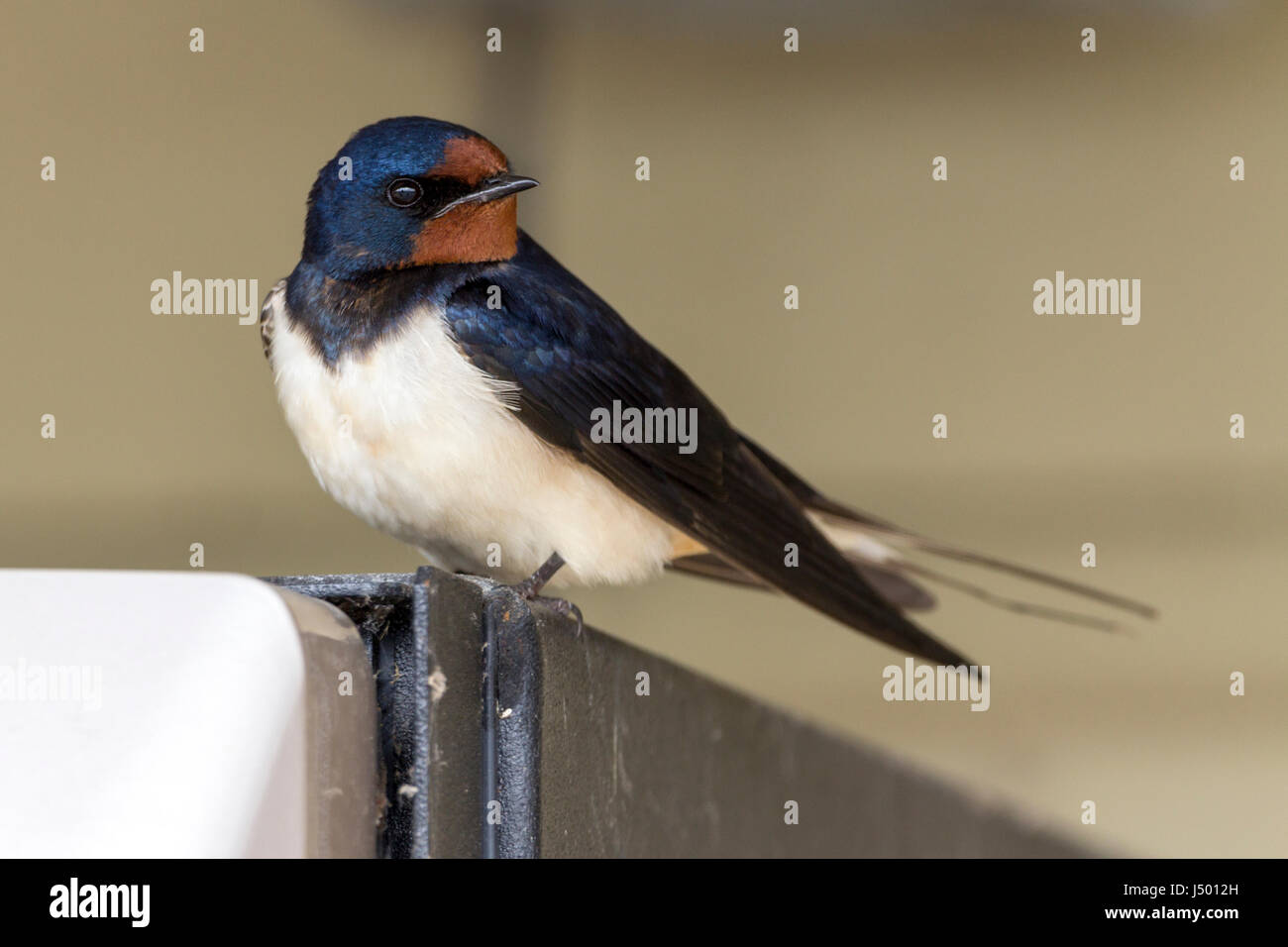 Swallow appoggiato sulla parte superiore angolo di dolciumi dispenser vicino a entrata allo zoo. Può essere nidificare sotto copertura nelle vicinanze come ritorna al posto di nuovo se disturbati. Foto Stock