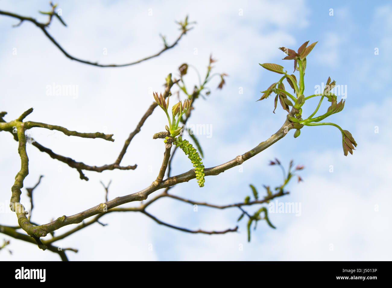 Amenti e il dispiegamento delle foglie di un albero di noce in primavera. Foto Stock