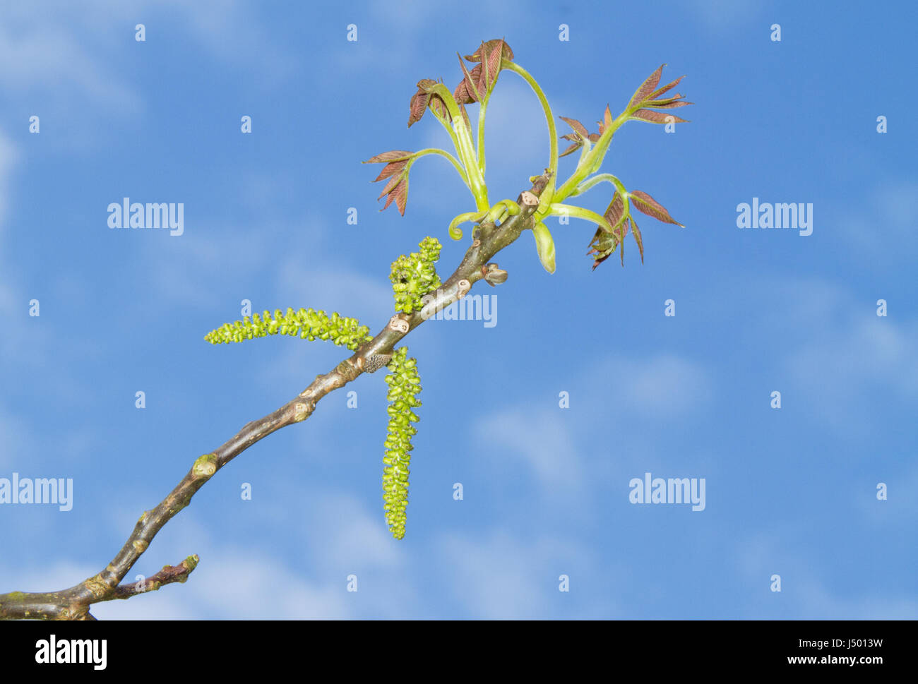 Amenti e il dispiegamento delle foglie di un albero di noce in primavera. Foto Stock
