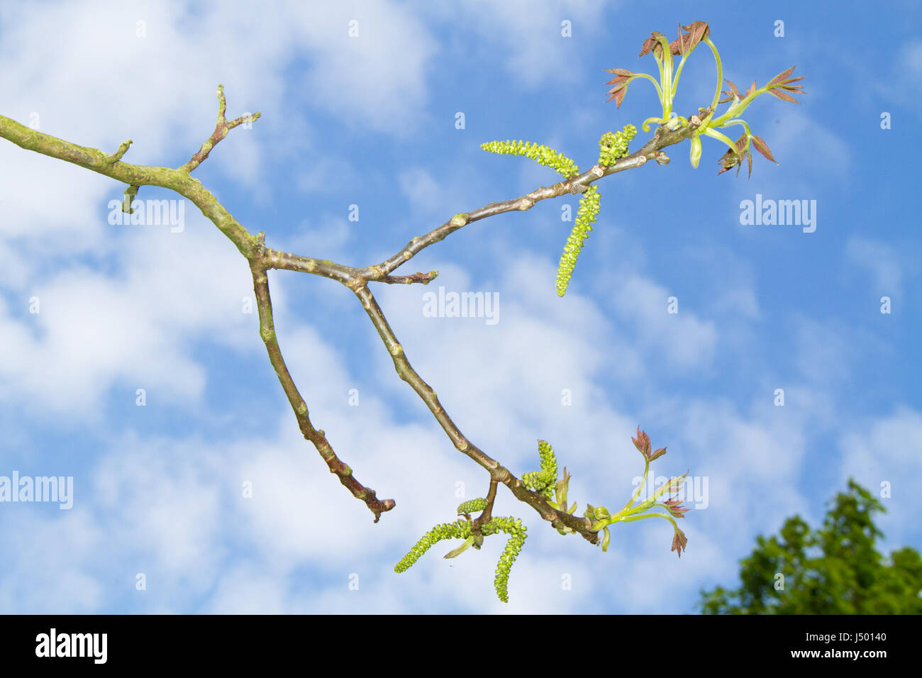 Amenti e il dispiegamento delle foglie di un albero di noce in primavera. Foto Stock