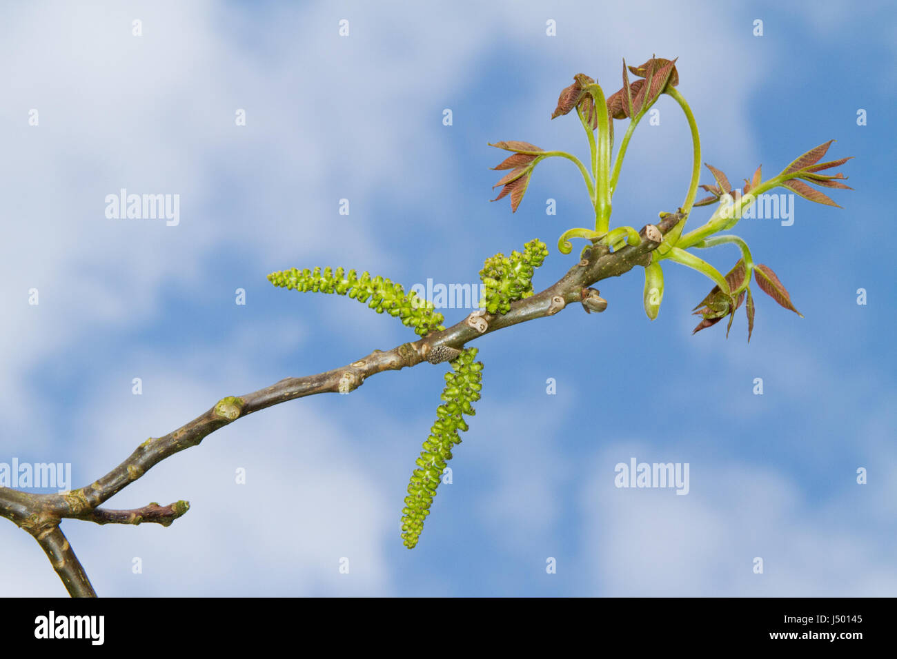 Amenti e il dispiegamento delle foglie di un albero di noce in primavera. Foto Stock