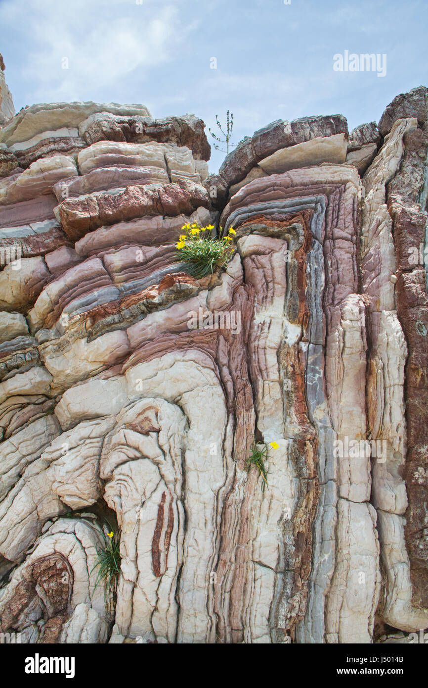 Calcare ripiegato con un fiore giallo a Creta Grecia Foto Stock