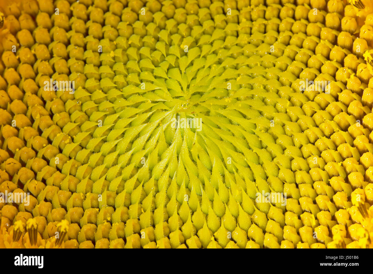 Dettaglio di semi di girasole. Foto macro del nucleo di un girasole. Foto Stock
