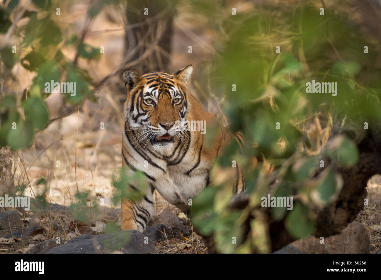 Tigre del Bengala, Big cat, carnivoro, tigri tigri, tigre, strisce, Asia, India, ranthambhore, madre, cub, maschio, predator Foto Stock