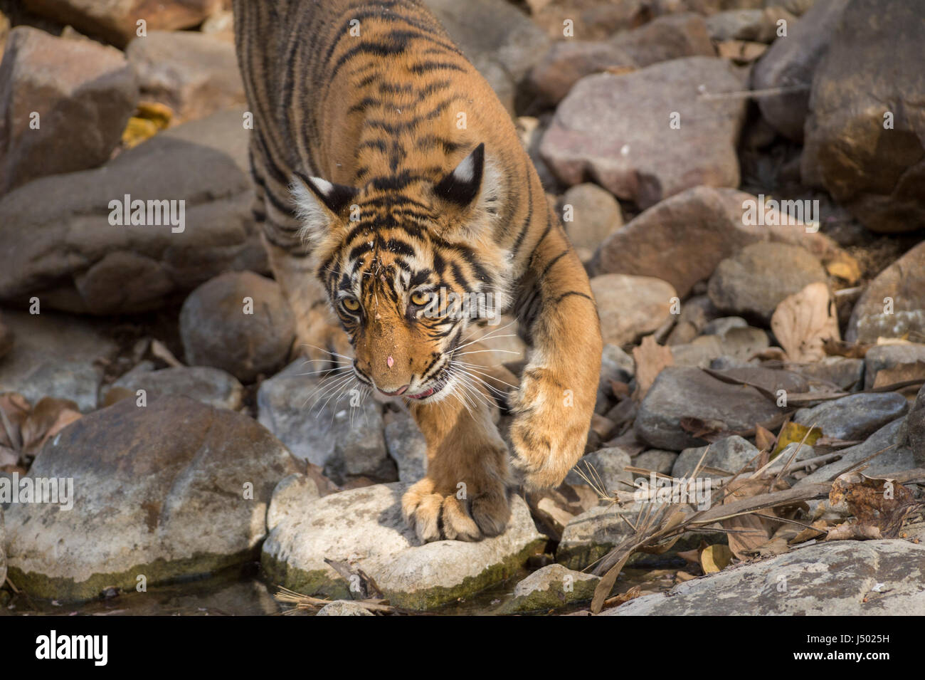Tigre del Bengala, Big cat, carnivoro, tigri tigri, tigre, strisce, Asia, India, ranthambhore, madre, cub, maschio, predator Foto Stock