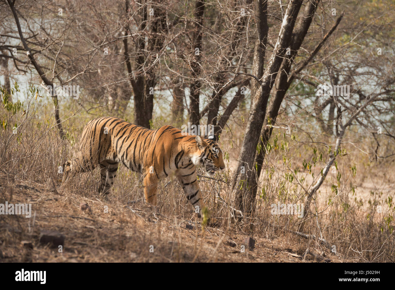 Tigre del Bengala, Big cat, carnivoro, tigri tigri, tigre, strisce, Asia, India, ranthambhore, madre, cub, maschio, predator Foto Stock