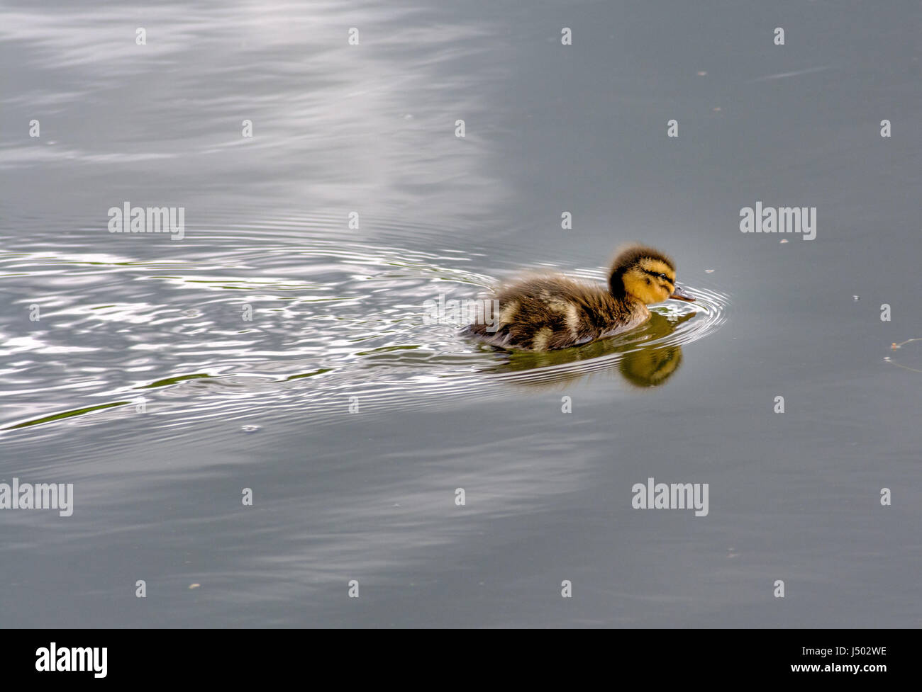 Pulcino del germano reale Foto Stock